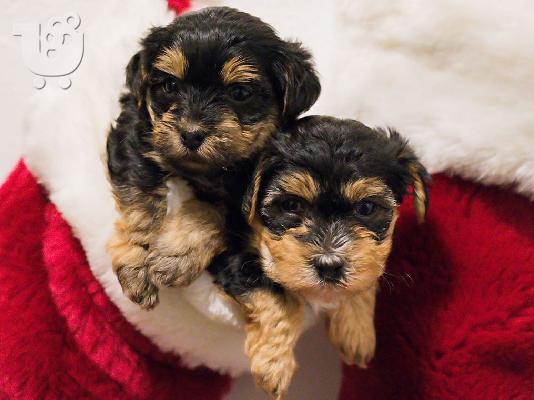 PoulaTo: Yorkie για 200 €